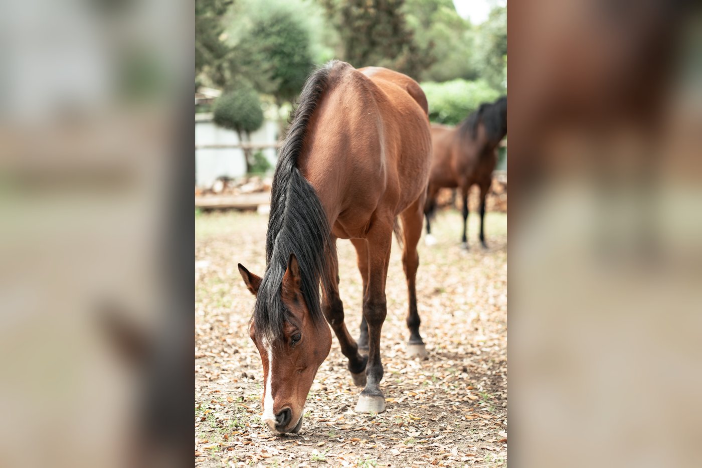 Gelände – Rancho Los Lobos